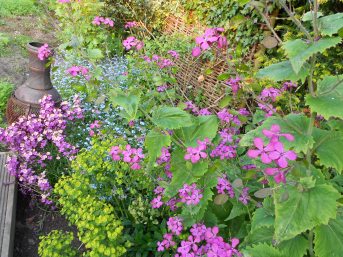Honesty, euphorbia, erysimum - none of them are edible just for beauty!