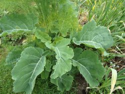 Daubentons kale and fennel