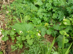 oca, potato, buckwheat, burdock, wild rocket, day lily