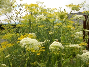 fennel and carrot in flower