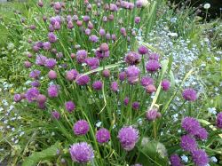 Chives with bees if you look closely