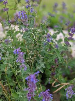 catmint - has been flowering for months, but every time I try to photograph it it just waves in the wind, so here is a blurry picture