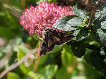 is this a day flying moth on the sedum?